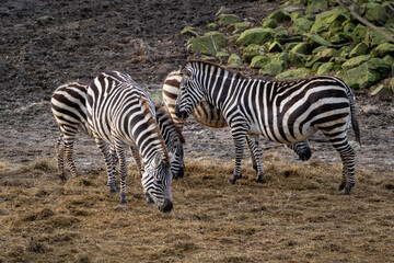 Sticker - Group of Grant's zebras standing on the dried grass