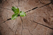 Closeup tree new life growth ring. Strong green plant leaf growing on old wood stump. Hope for a new life in future natural environment, renewal with business development and eco symbolic concept.