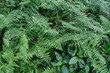 Closeup of dense fresh ferns growing in the forest