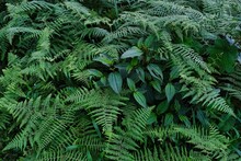 Closeup Of Dense Fresh Ferns Growing In The Forest