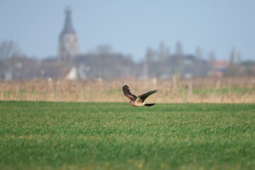 Poster - Hen harrier in flight over uitkerkse polder