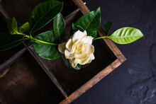 Vintage Vase With Fresh White Gardenia