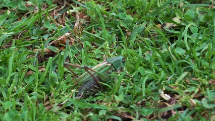 Poster - HD of a Grasshopper jumping