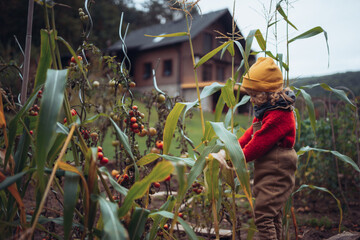 Wall Mural - Little girl harvesting bio tomatoes and corns in family garden.