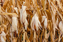 Withered Corn Cobs Hang Their Heads After Long Period Of Heat