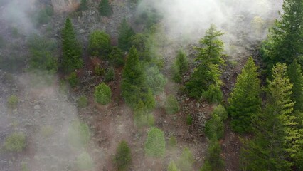 Aerial view over foggy forest, on a moody morning - circling, drone shot