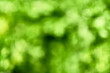© Juri - Blurred Bunch of fresh parsley. Abstract green background image.