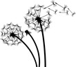 Dandelion in the wind png illustration
