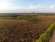undergrowth and sparse vegetation of the Brazilian savanna, the cerrado of Tocantins