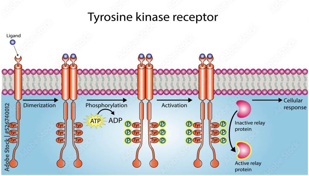 Tyrosine kinase receptor. Dimerization, phosphorylation, activation and ...