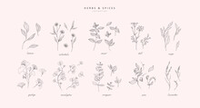 Vector Hand Drawn Herbs And Spices Set. Vintage Trendy Botanical Elements. Hand Drawn Line Leaves Branches And Blooming. . Vector Trendy