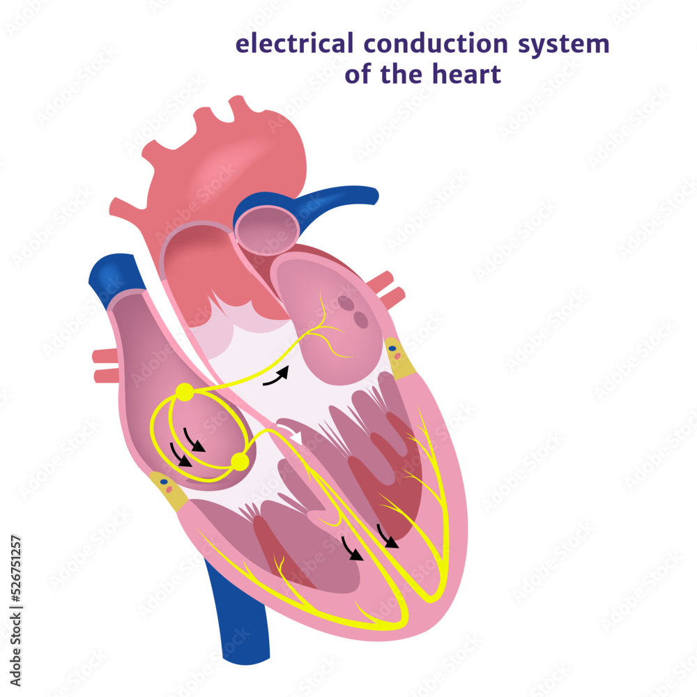 conduction system of the heart. Human anatomy. Vector illustration ...