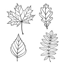 Set With Leaves. Hand Drawn Autumn Vector Illustration.
