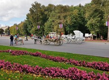 Ancient Carriages With Horses Harnessed In Them Are Waiting Tourists For An Excursion In Russian City Pskov Autumn 2018
