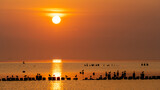 Fototapeta  - zachód słońca, wschód słońca, sunset, sunrise, zatoka, morze bałtyckie, ptaki, polska