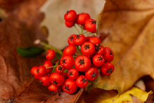 Autumn Background With Pyracantha