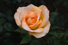 Gorgeous Single Orange Rose Blooming In The Garden