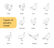 Types of poultry meat, set of linear icons in vector, birds illustration.