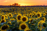 wschód słońca, zachód słońca, sunrise, sunset, pola, wieś, cuntry, słoneczniki, polska