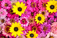 Background Of Many Shades Of Pink Zinnia Flower Heads And Small Yellow Sunflower Heads..