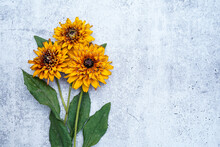 Flat Lay Image Of A Trio Of Rudbeckia Flowers On A Concrete Background. Flowers Are Placed On The Left Allowing For Space For Text At The Right.