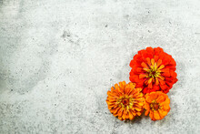 A Trio Of Zinnia Flowers Are Placed At The Bottom Of The Image, Allowing Space For Text. Yellow, And Orange Flowers. Concrete Background.