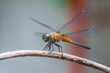 Wall Mural - Blue Dasher or Brachydiplax chalybea, Yellow dragonfly perching on branch with beautiful background, Thailand.