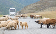 View Of A Flock Of Sheep Crossing An Asphalt Road And Creating A Traffic Jam Against The Background Of A Stopping Intercity Passenger Bus