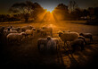 ovejas bajo los rayos del sol