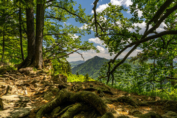 Fototapeta karpaty lato słowacja drzewa