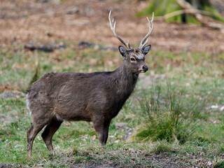 Wall Mural - Sika deer (Cervus nippon)