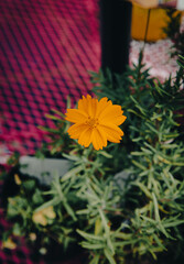 yellow flower