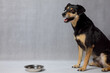 A hungry dog is lying next to an empty bowl. Sad black dog with an empty bowl. Dog with sad eyes waiting for feeding. Old mongrel dog lying near empty bowl in white background.
