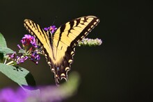 An Eastern Tiger Swallowtail Butterfly Perching On A Lilac Flower