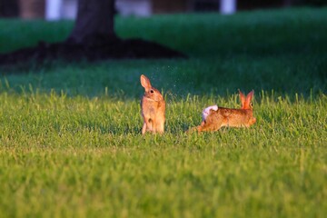 Beautiful shot of two wild rabbits playing together on the wet green grass in the park