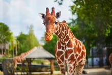 Giraffe Walking Outdoors On Zoo