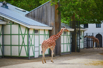 Wall Mural - Giraffe walking outdoors on zoo