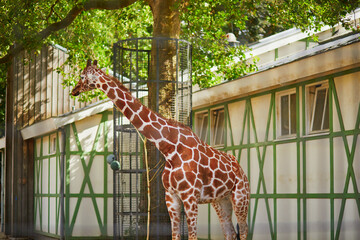 Wall Mural - Giraffe walking outdoors on zoo