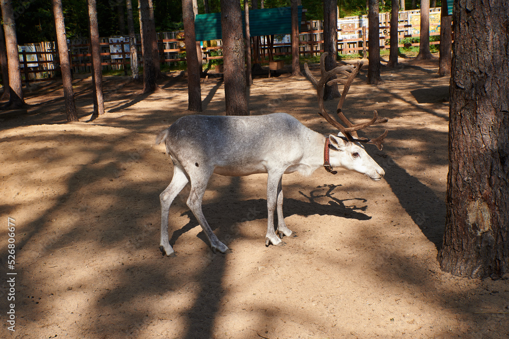 also known as spotted deer, chital deer, and axis deer, is a deer ...