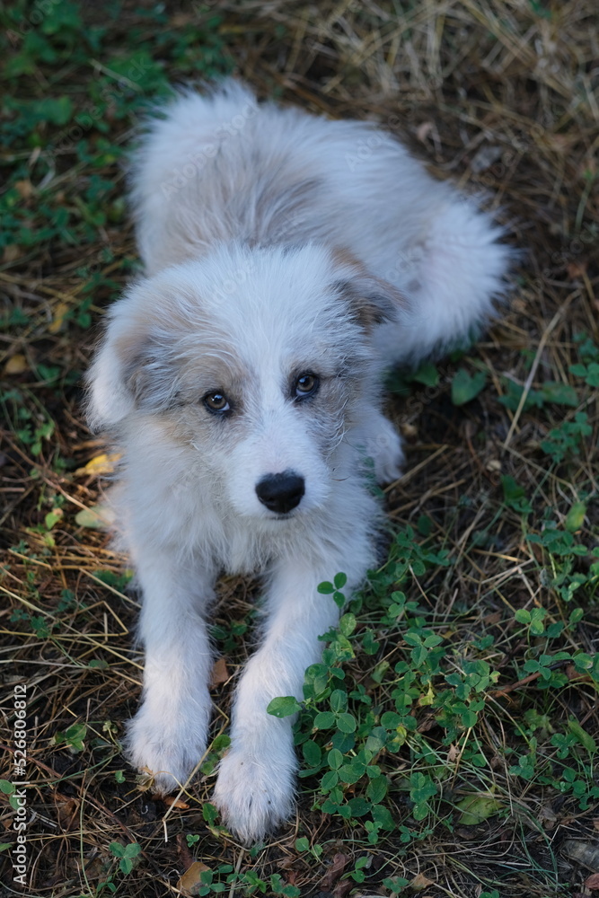 Ein weißer Hund mit hell braune Flecken sitzt auf dem Erdboden und ... Ein weißer Hund mit hell braune Flecken sitzt auf dem Erdboden und ...