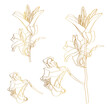 © Виктор Фесюк - Golden lily on a white background. Line art. Handmade flower. For greeting cards and invitations for wedding, birthday, Valentine s Day, Mother s Day and others.