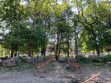 Roe Deer Graze In A Fenced Enclosure At The Zoo