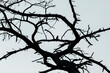 ptak w czarnych gałęziach drzewa ramka okrągła