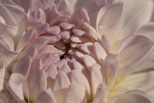 Abstract Close Up Of Soft Pink Dahlia Flower Petals