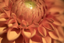 Abstract Close Up Of  Inside Of Orange Dahlia Flower 