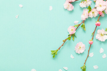 Wall Mural - branches of blossoming almonds on green background