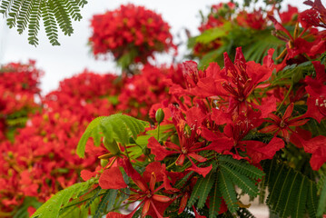 Red flowers background. Delonix regia, a bean ornamental tree