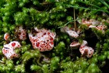 Fototapeta  - Amazing Hydnellum peckii fungus with funnel-shaped cap with a white edge and bright red guttation droplets, common names: strawberries and cream, bleeding Hydnellum, Devil's tooth.