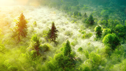 Wall Mural - Aerial view of morning fog in green forest with many trees