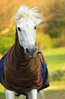 Weißes Pferd (Berber) mit Ekzemer Decke